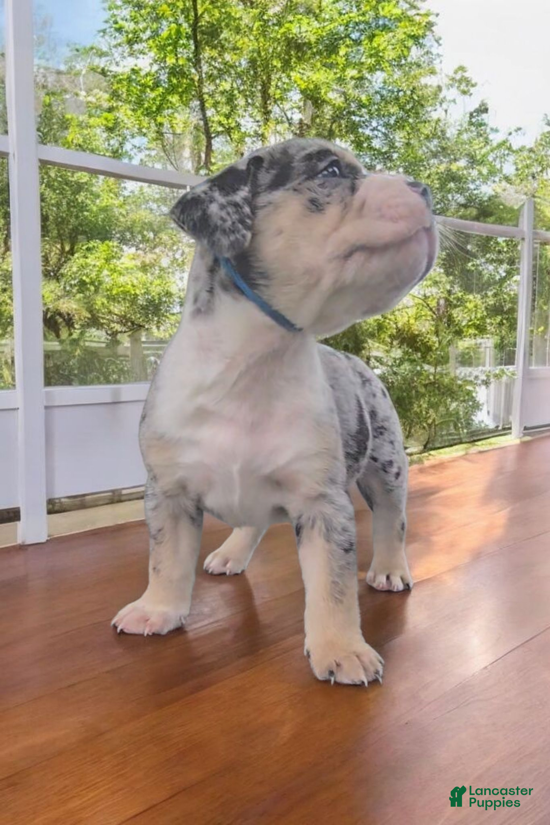 American Bully dogs for sale: Boss - Image 13