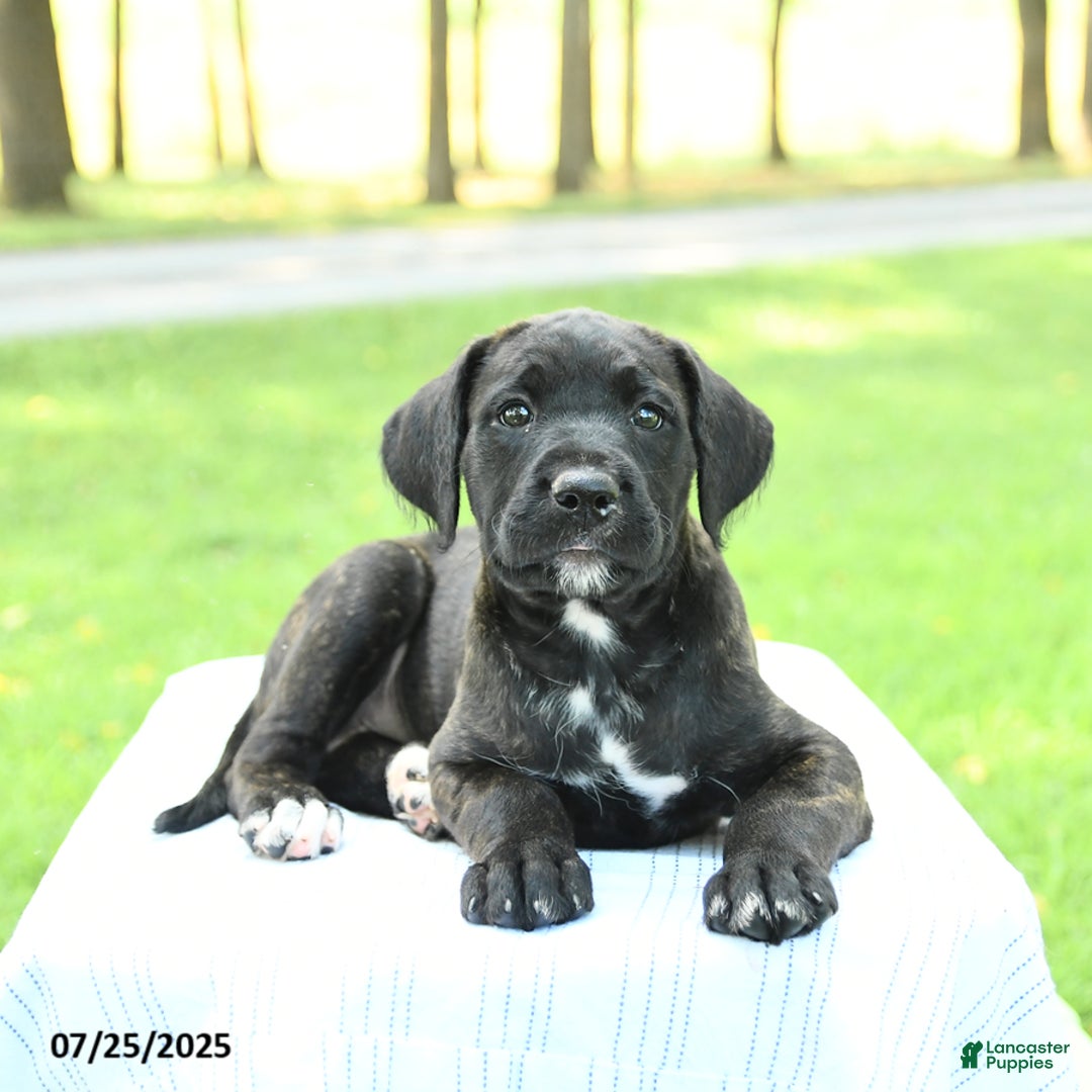 Cane Corso dogs for sale: Meadow - Image 3