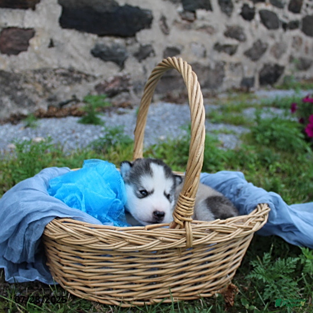 Alaskan Malamute dogs for sale: Chief - Image 1