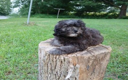 Shihpoo dogs for sale: Chucky - Image 10