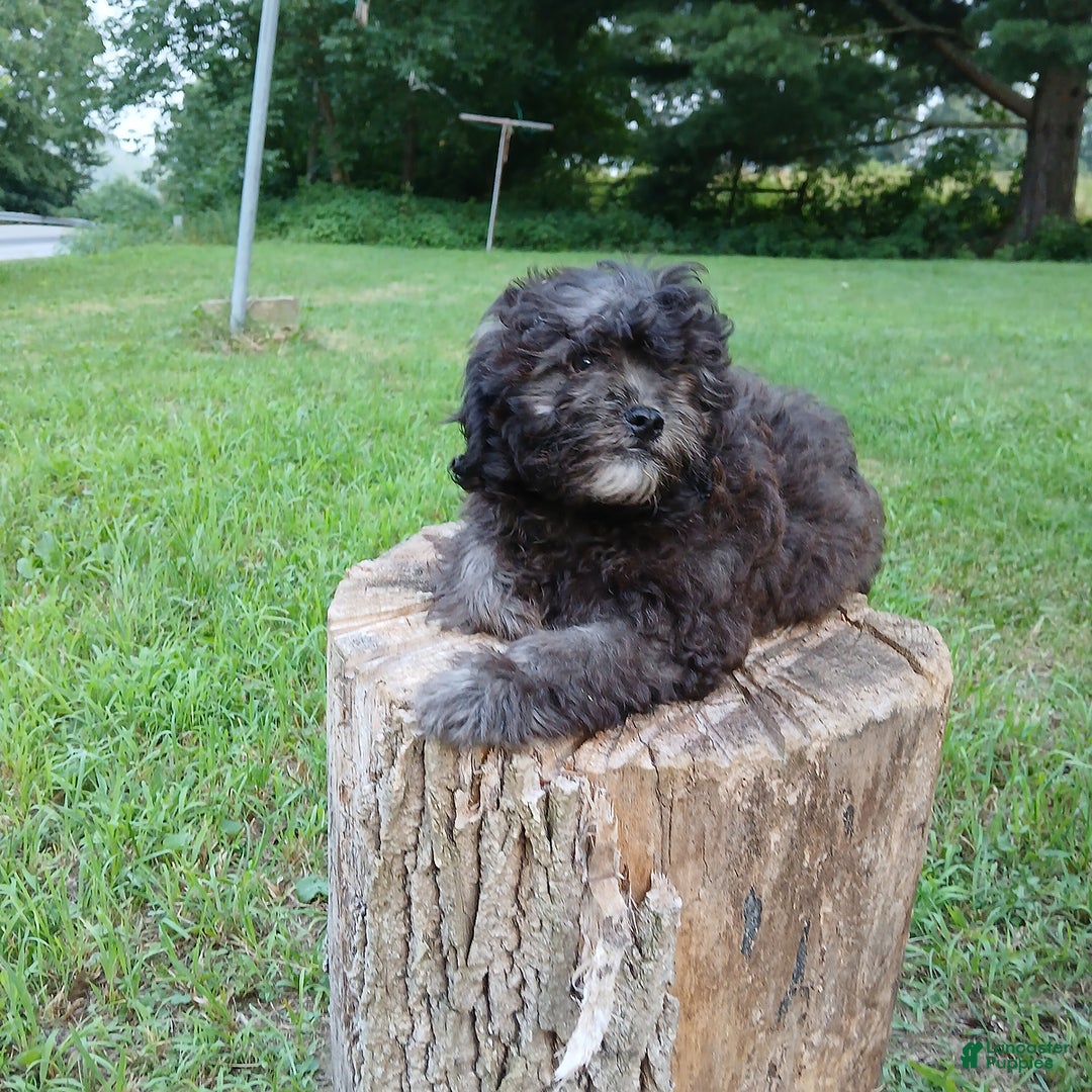 Shihpoo dogs for sale: Chucky - Image 10