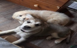Alaskan Malamute dogs for sale: Lagertha - Image 8