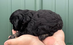 Shihpoo dogs for sale: Crumble - Image 1