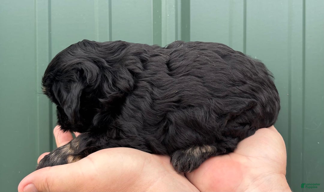 Shihpoo dogs for sale: Crumble - Image 1