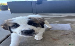 Saint Bernard dogs for sale: Jane Doe - Image 3