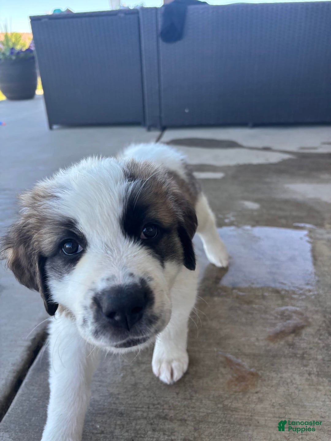 Saint Bernard dogs for sale: Jane Doe - Image 3