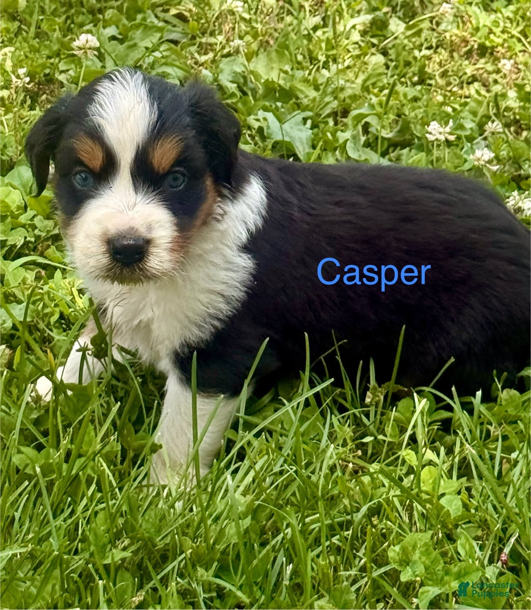 Australian Shepherd dogs for sale: Casper - Image 1
