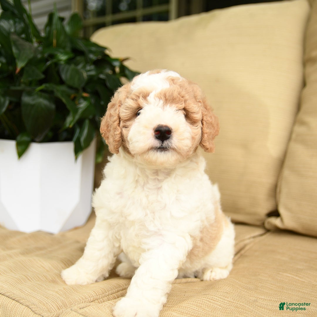Mini Goldendoodle dogs for sale: Heidi - Image 1