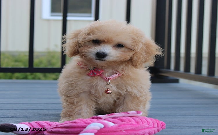 Bichpoo dogs for sale - Ad 5