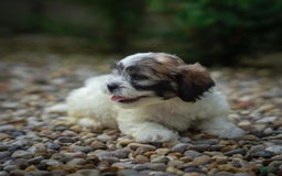 Teddy Bear dogs for sale: Marshmallow - Image 2