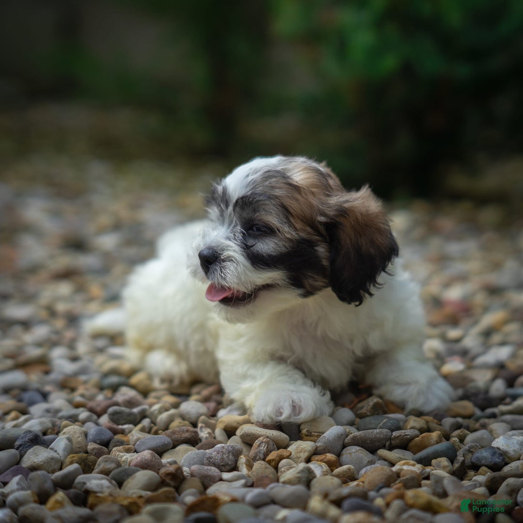 Teddy Bear dogs for sale: Marshmallow - Image 2