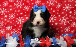 Bernese Mountain Dog dogs for sale: Pebbles - Image 8