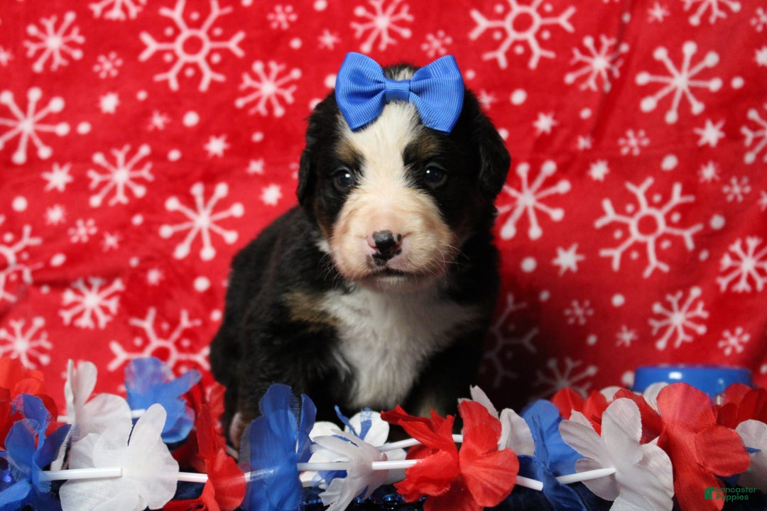 Bernese Mountain Dog dogs for sale: Pebbles - Image 8