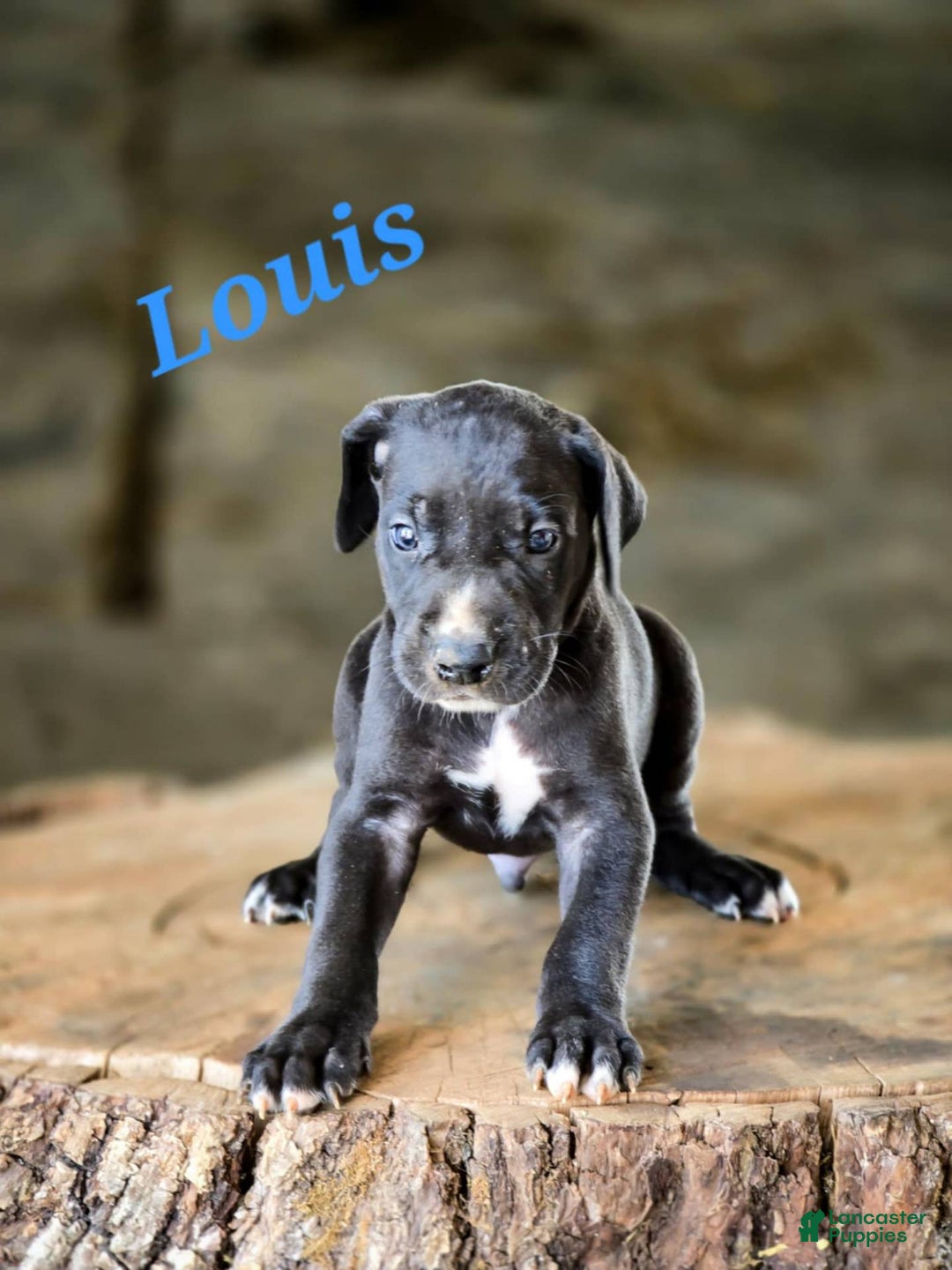 Great Dane dogs for sale: Louis - Image 1