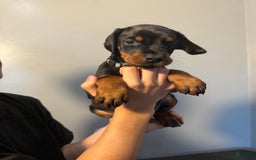 Doberman Pinscher dogs for sale: Grey Collar - Image 10