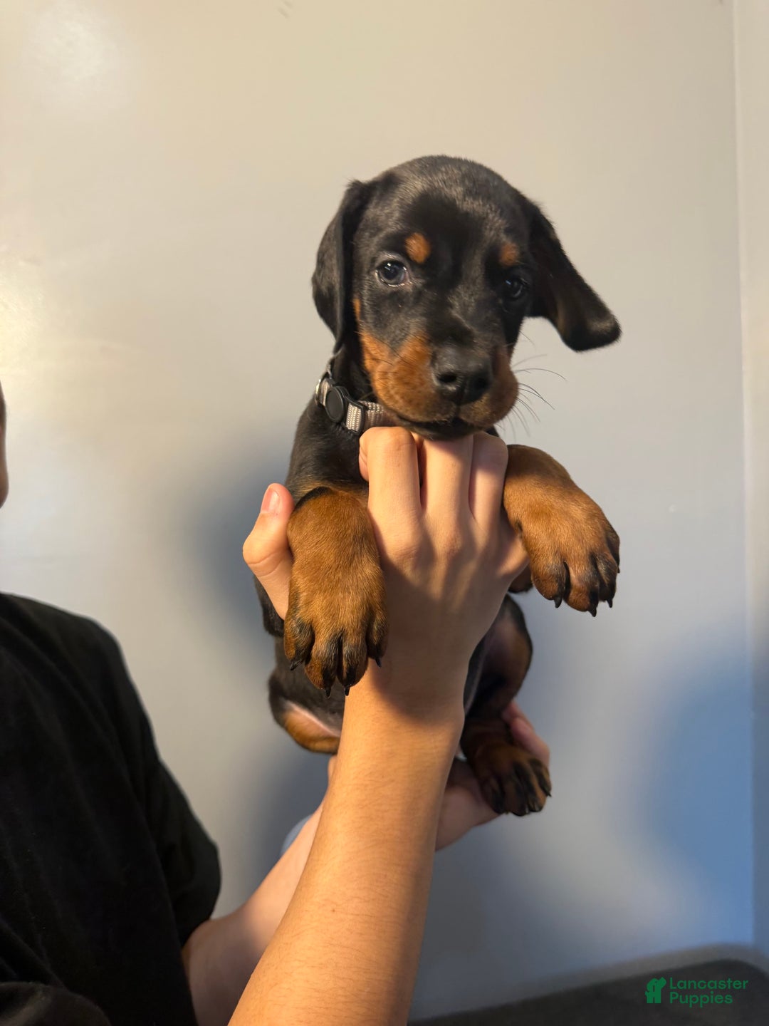 Doberman Pinscher dogs for sale: Grey Collar - Image 10
