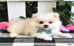 Pomeranian dogs for sale: Teddy - Image 9