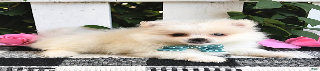 Teddy