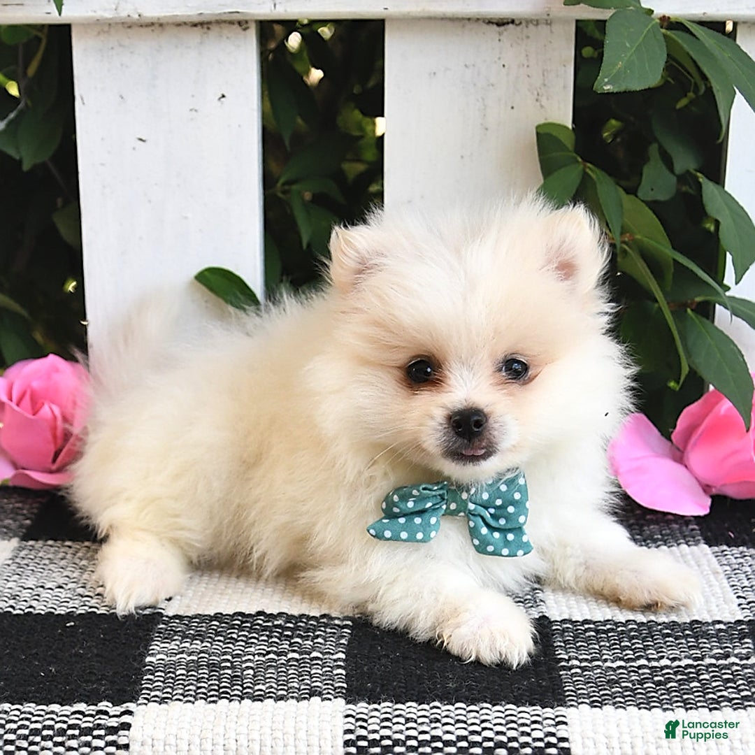 Pomeranian dogs for sale: Teddy - Image 9