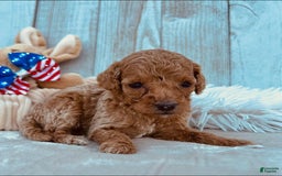 Mini Goldendoodle dogs for sale: Minnie Mini F1b - Image 3
