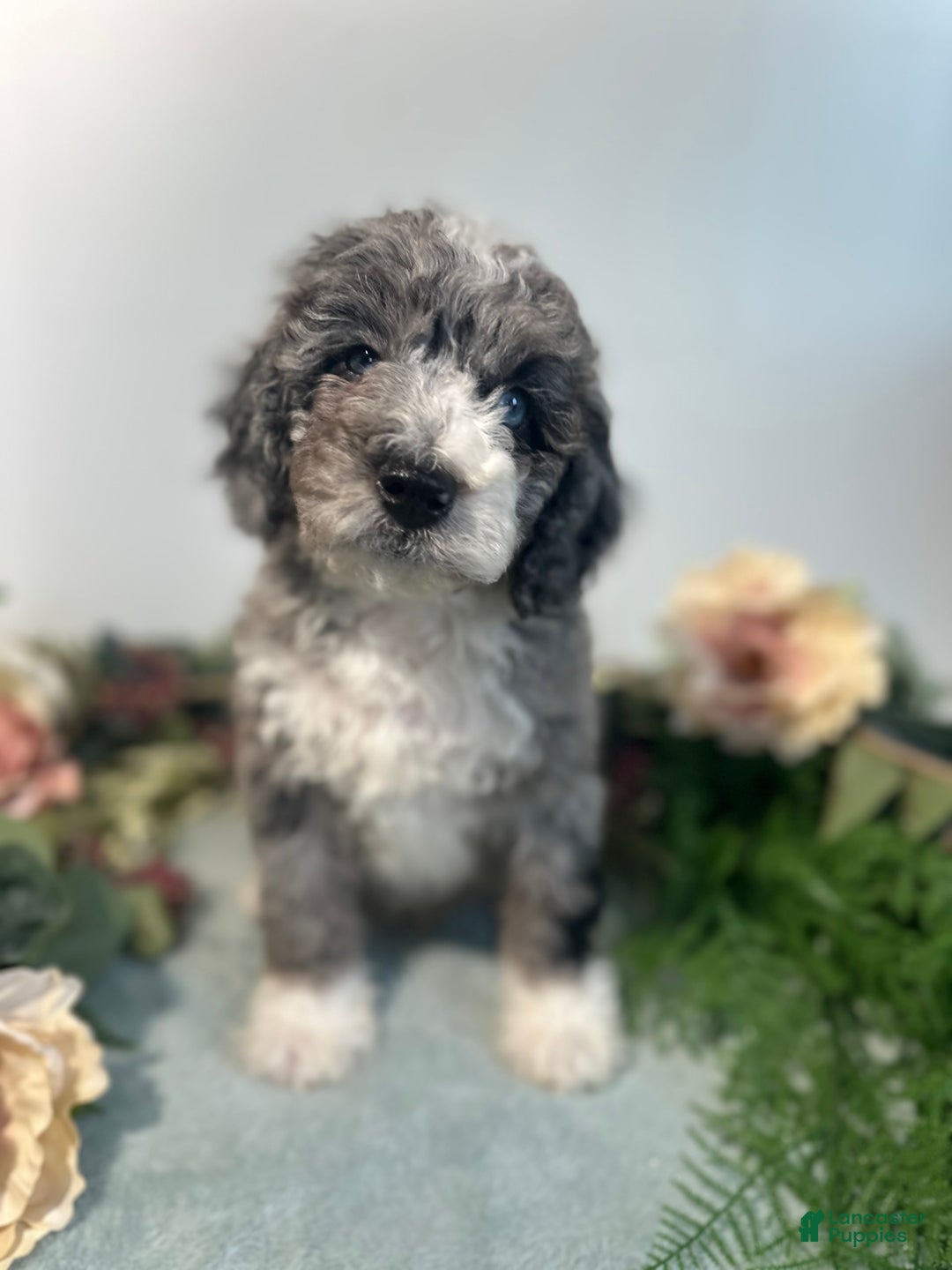 Mini Bernedoodle dogs for sale: Rune - Image 4