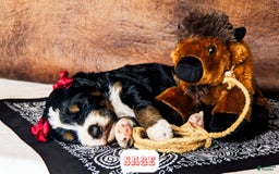 Bernedoodle dogs for sale: Sage - Image 6
