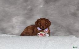 Mini Goldendoodle dogs for sale: Cami - Image 15