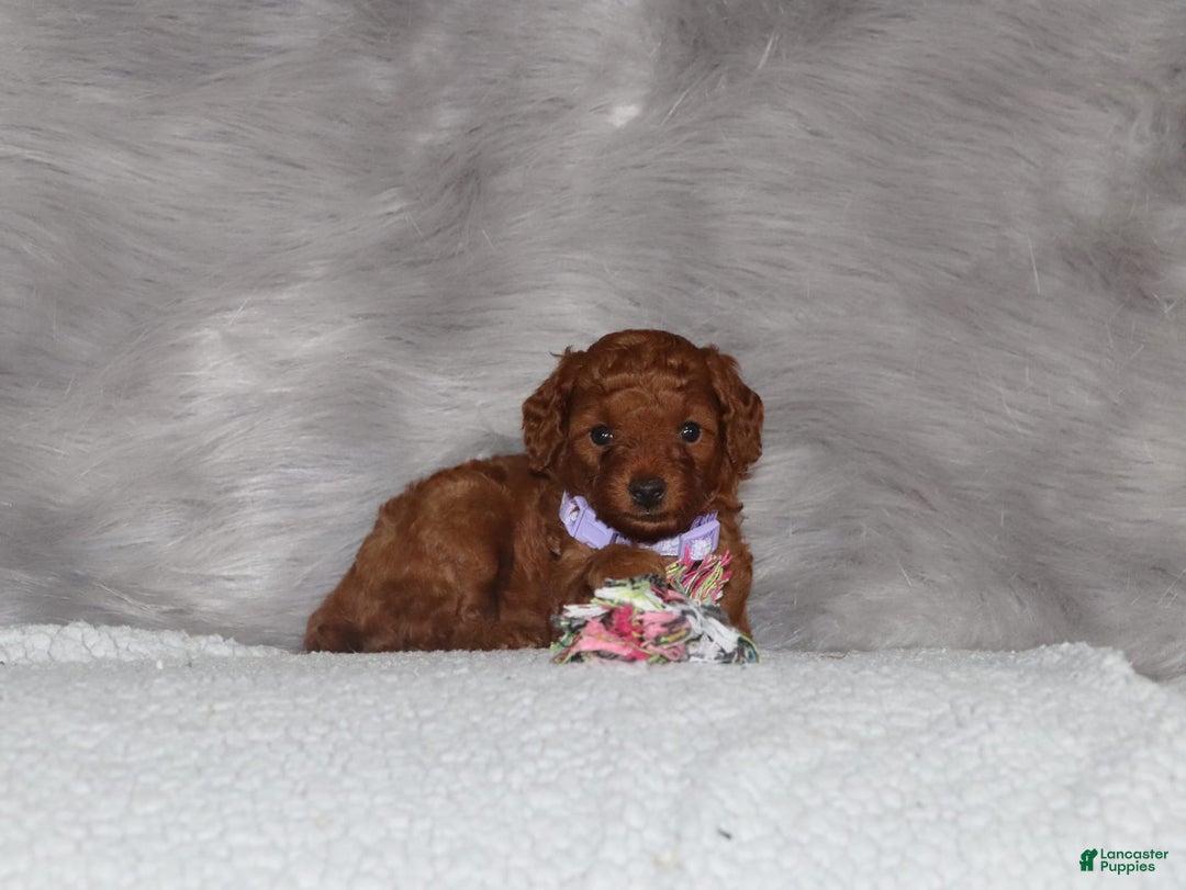 Mini Goldendoodle dogs for sale: Cami - Image 15