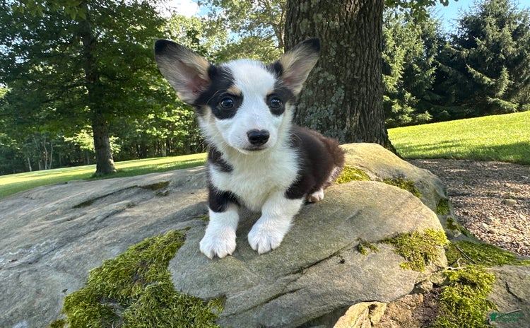 Welsh Corgi Pembroke dogs for sale - Ad 1