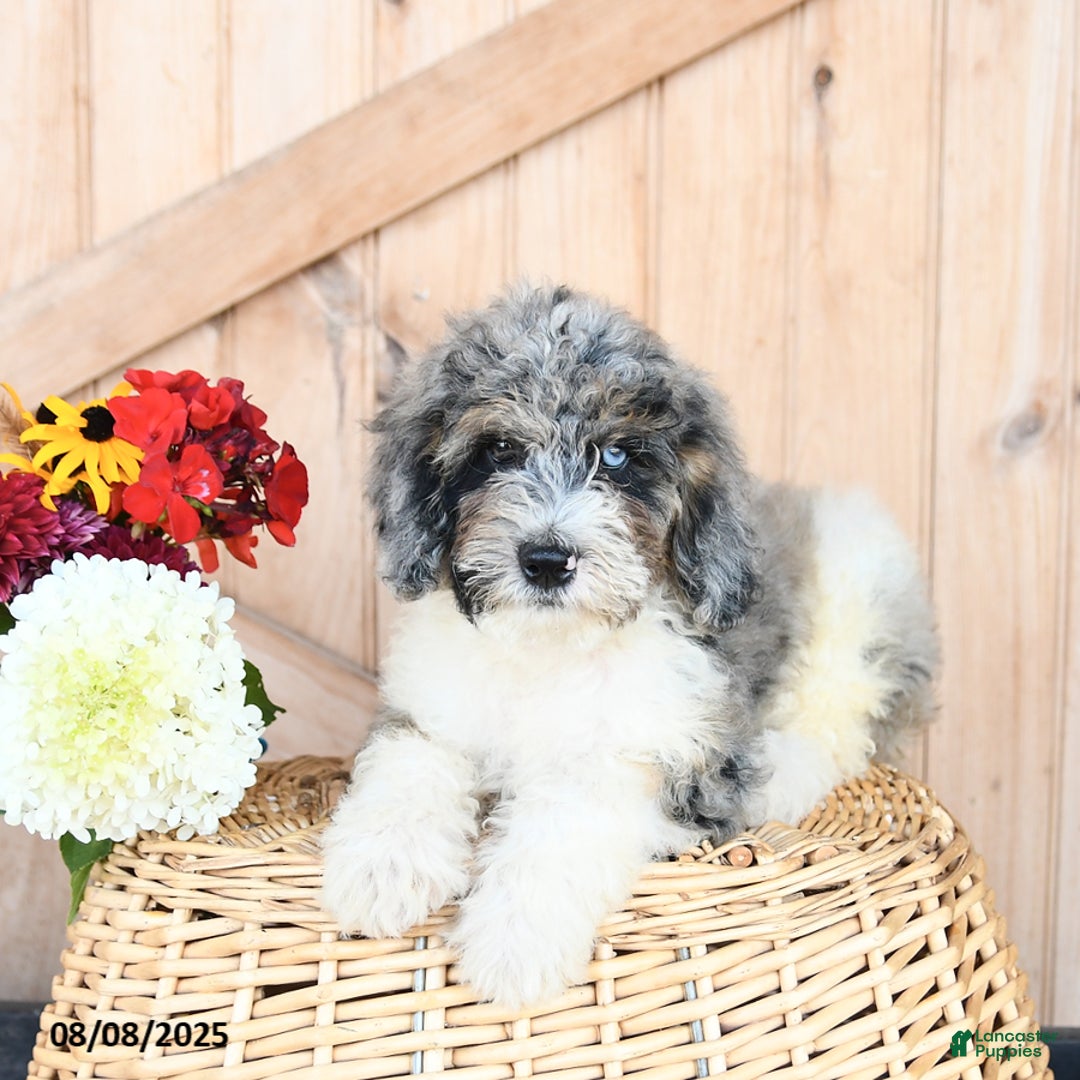 Miniature Poodle dogs for sale: Miniature Poodle 8 puppies - Image 3
