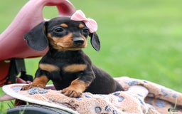 Miniature Dachshund dogs for sale: Nutella - Image 15