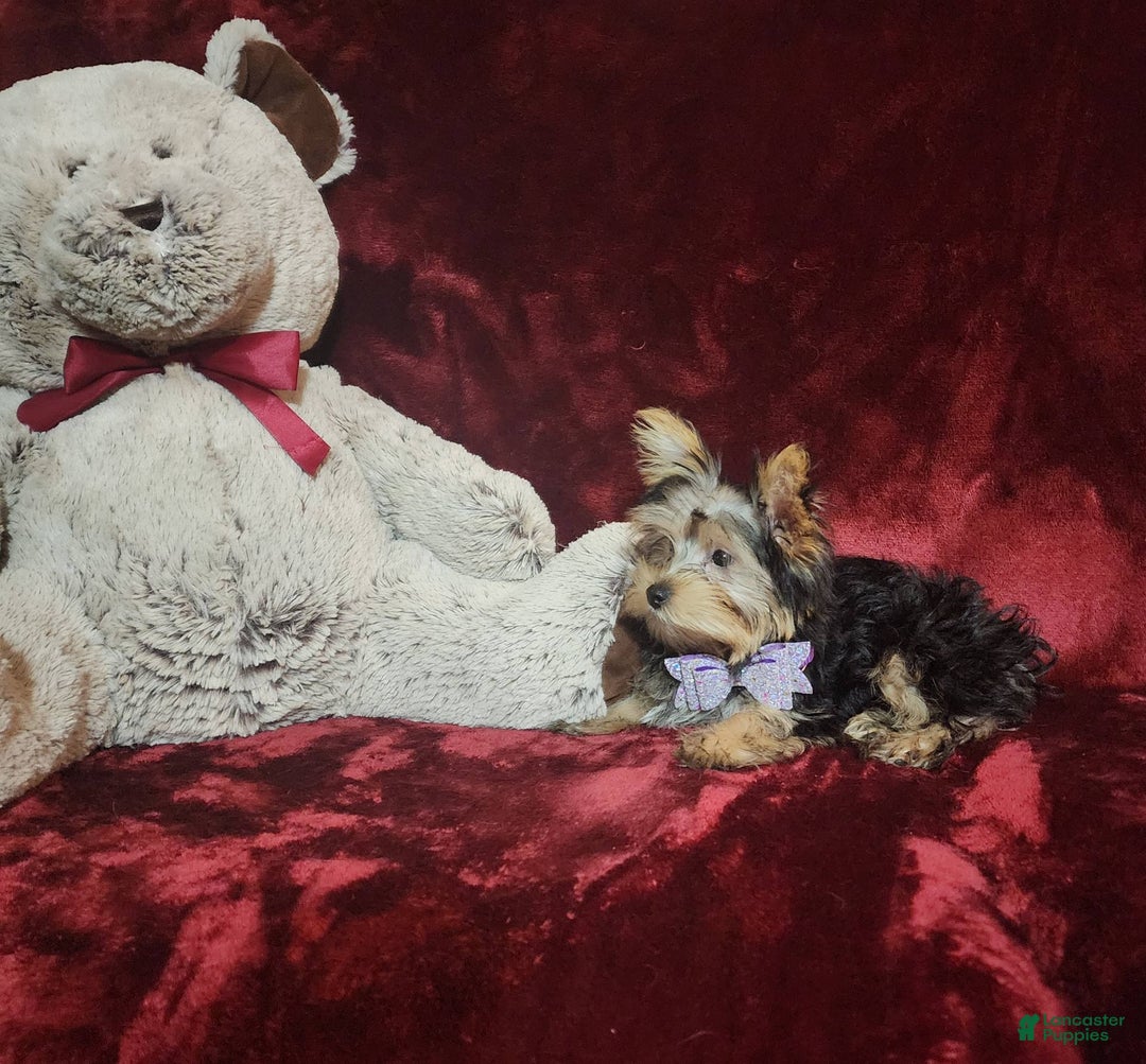 Yorkshire Terrier dogs for sale: Maui - Image 11