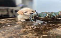 Maltipoo dogs for sale: Tommy - Image 10
