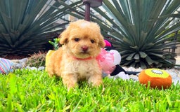 Toy Poodle dogs for sale: Juliet - Image 4