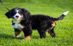 Mini Bernedoodle dogs for sale: Rue - Image 5