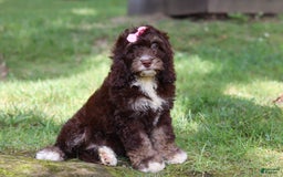 Cockapoo dogs for sale: Precious - Image 19