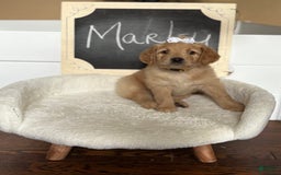 Goldendoodle dogs for sale: Marley - Image 4