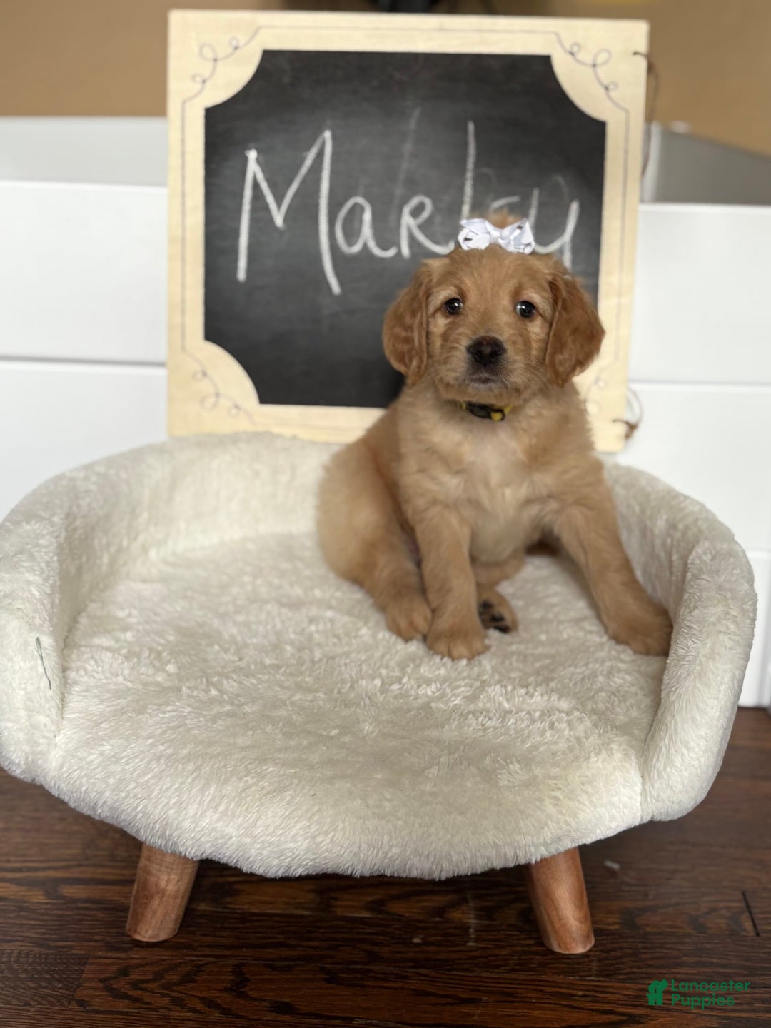 Goldendoodle dogs for sale: Marley - Image 4