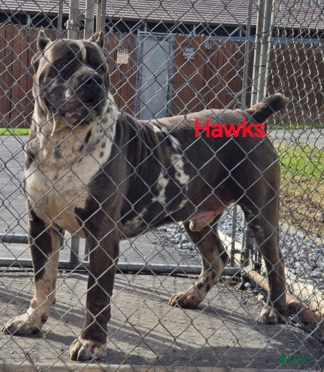 Cane Corso dogs for sale: Hawks Izzy - Image 10