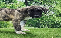 Anatolian Shepherd dogs for sale: Akc Dusty 2025 Male 3 - Image 10