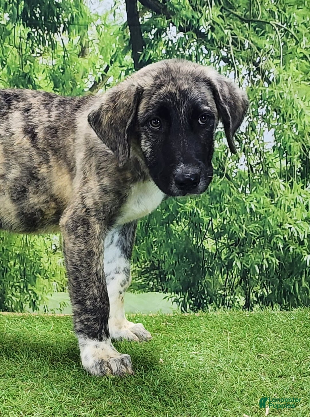 Anatolian Shepherd dogs for sale: Akc Dusty 2025 Male 3 - Image 10