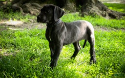 Great Dane dogs for sale: Selene - Image 21
