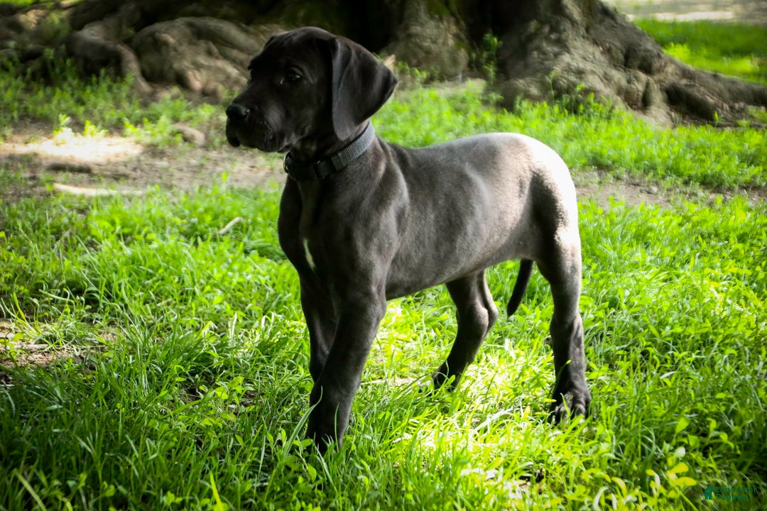 Great Dane dogs for sale: Selene - Image 21
