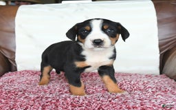 Greater Swiss Mountain Dog dogs for sale: Goldie - Image 2