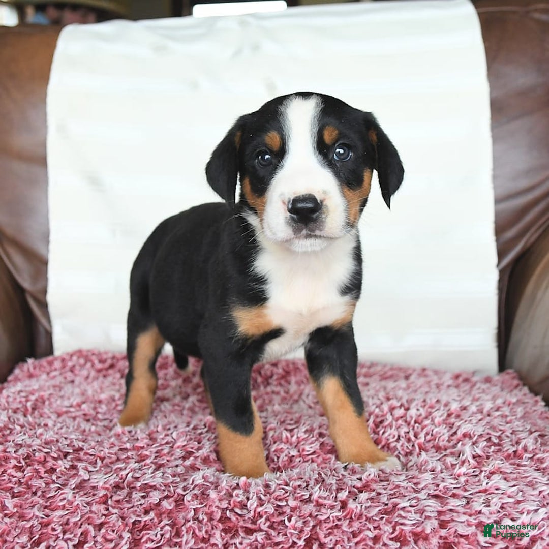 Greater Swiss Mountain Dog dogs for sale: Goldie - Image 2