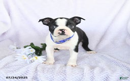 Boston Terrier dogs for sale: Oliver - Image 1