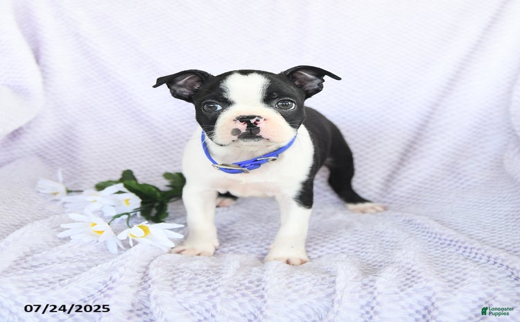 Boston Terrier dogs for sale - Ad 2