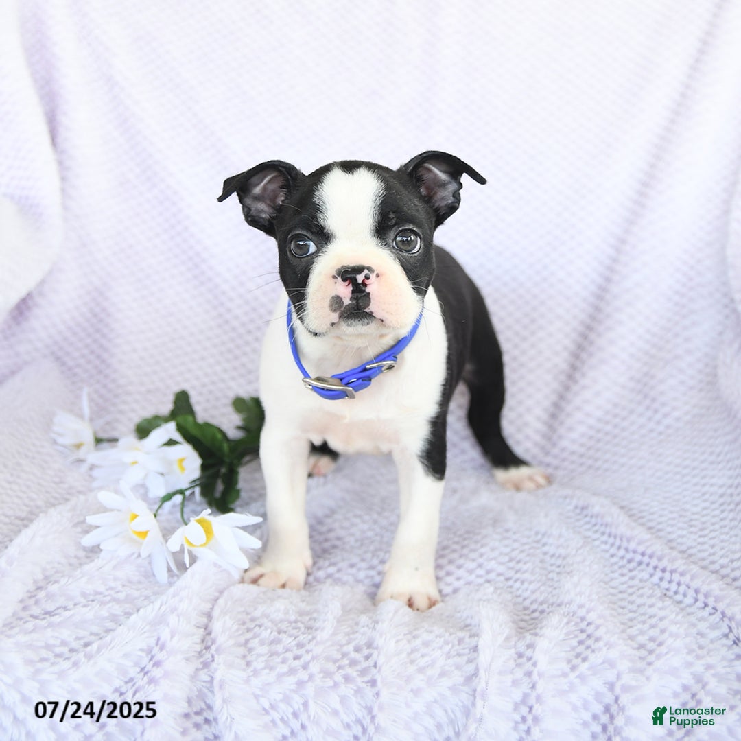 Boston Terrier dogs for sale: Oliver - Image 1