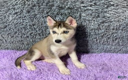 Siberian Husky dogs for sale: Lady - Image 9