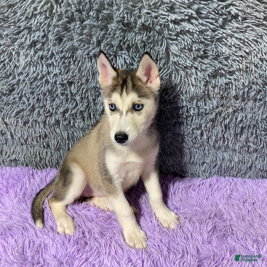 Siberian Husky dogs for sale: Lady - Image 9